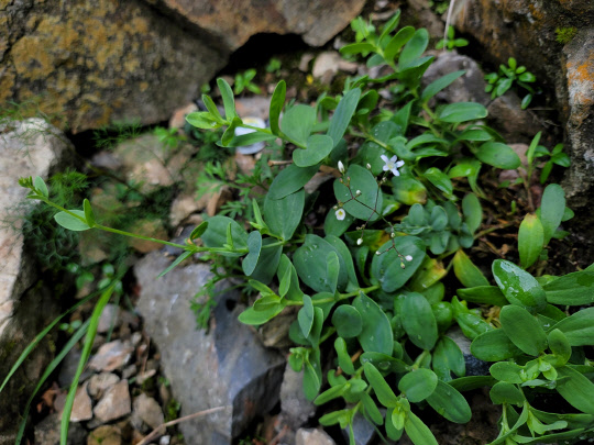 태백산 권역에서 발견된 가는대나물  산림청 제공